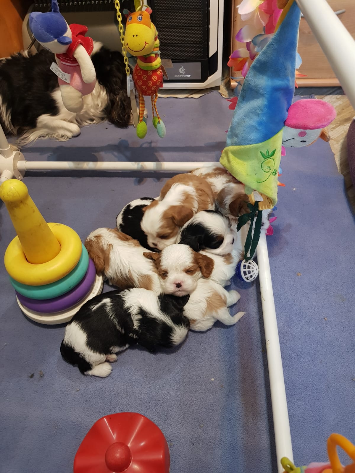 puppies
